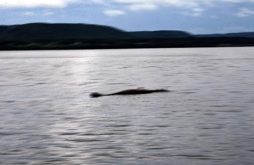 Lake Pepin's rumored creature may be folklore come to life 34