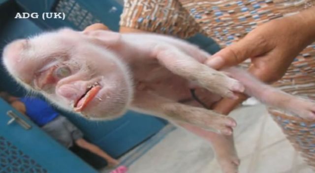 Horrifying Human Animal DNA Experiments – Transhumanism & Hybrids – Mind Blowing Video And Images 16