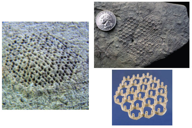 10 Discoveries Unexplained by Science: Mysterious Fossils, Humming, and More 11