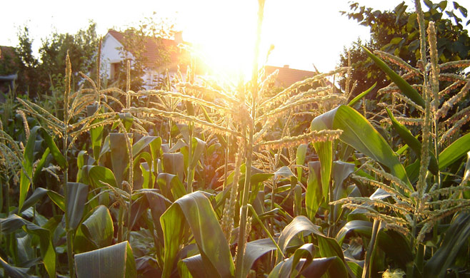 Mystery crop formation appears in Russia 19