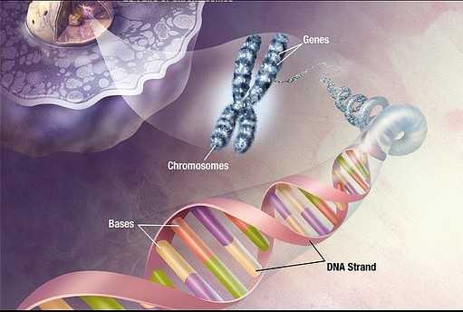 Is the Human Race Evolving to Have Three Strands of DNA? 16