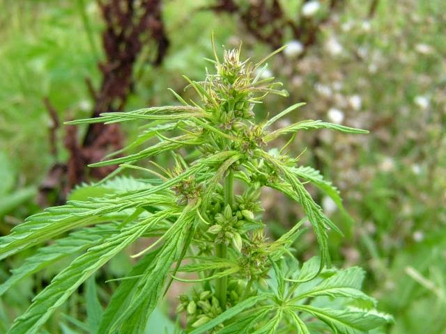 Cannabis Shrinks Tumors; Government Knew in '74 4