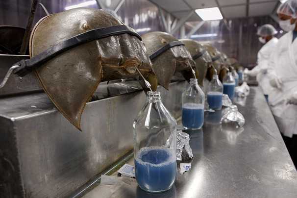 As above, so below? Horseshoe crabs harvested for their blue blood 1