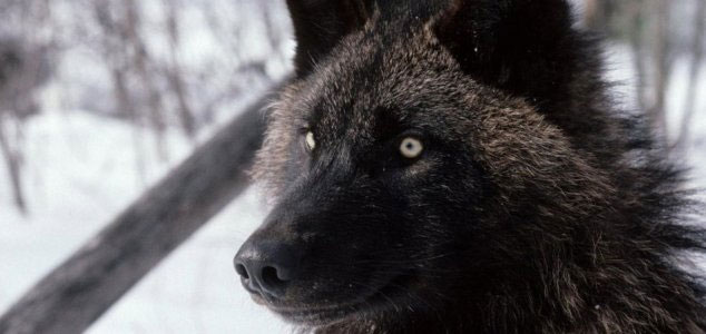 Islanders defend against 'werewolf' threat 19