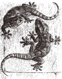 Wall Geckos