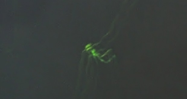 California couple report ‘green entities’ inside home 1