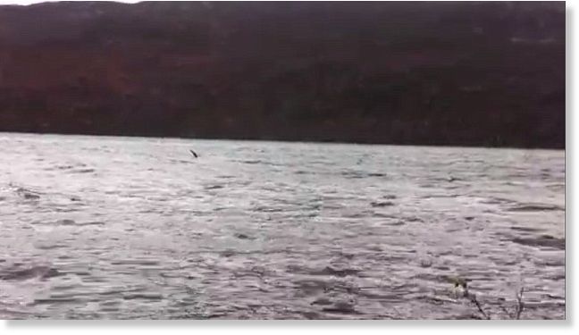 Has Nessie finally been caught on video? Footage seems to show monster's head and neck emerging from Loch Ness water 21