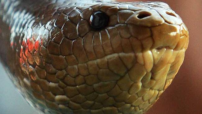 'Snake inside a snake' identified 40 years on 23