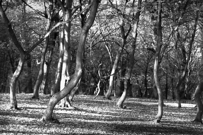 Transylvania’s Haunted Forest, Known as Romania’s ‘Bermuda Triangle’: Hoia Baciu 3