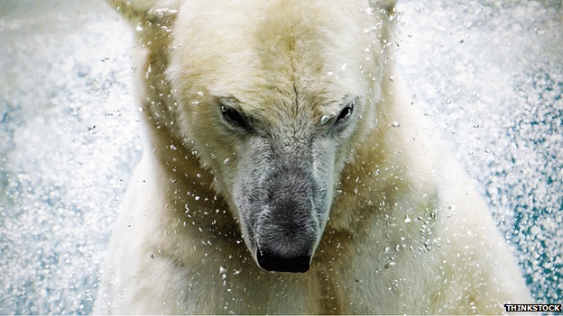 Sykes Team Error: Yeti DNA Matches Modern Polar Bear; BBC Compounds Error, Says It Was Himalayan Bear 43