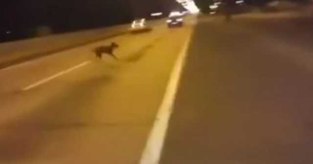 Dog Teleports Out Of Nowhere During A Street Race In Chile 1