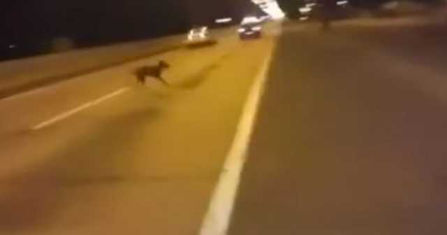 Dog Teleports Out Of Nowhere During A Street Race In Chile 15