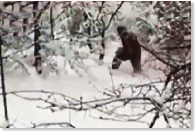 Proof of bigfoot? New 'yeti' video shows giant hairy beast walking through Russian forest 25