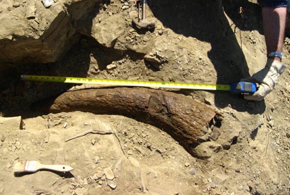 Did Humans Walk the Earth With Dinosaurs? Triceratops Horn Dated To 33,500 Years 14