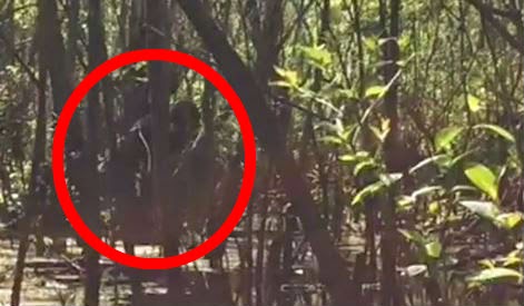 Breaking: Very Compelling Footage of Skunkape/Bigfoot From Lettuce Lake Park Florida 23