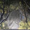 Fairy tales: Finding fairy bushes across Northern Ireland 23