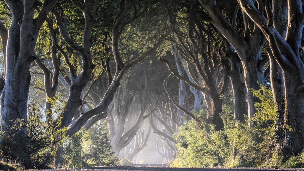 Fairy tales: Finding fairy bushes across Northern Ireland 1