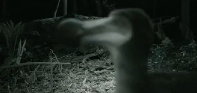 Has a live dodo been caught on camera ? 1