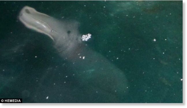 Tourist baffled by bizarre sea creature captured on camera near Corfu, Greece 1