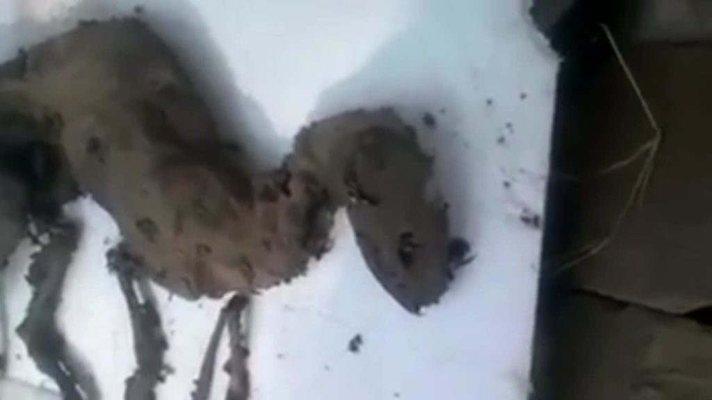 Researchers find the remains of a ‘Dinosaur’ with flesh still attached to its bones 21