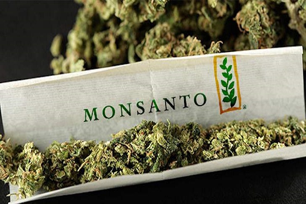 Monsanto And Bayer Are Maneuvering to Take Over the Cannabis Industry 1