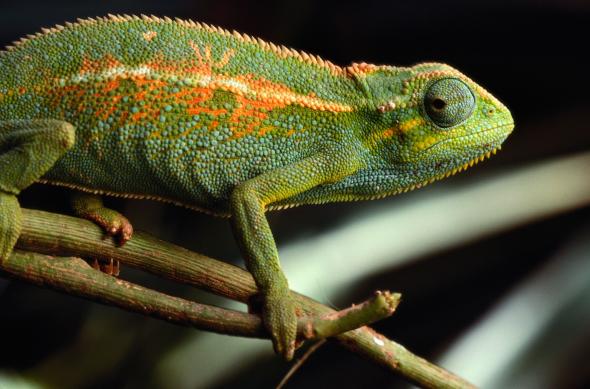 Why These Animals Were Accused of Being International Spies 3