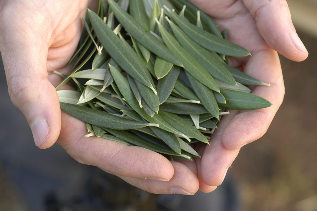 Olive Leaf and Longevity. Major Health Benefits Discovered in Recent Research 1