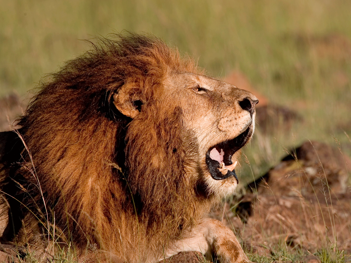 13. Lions: 22+ deaths a year