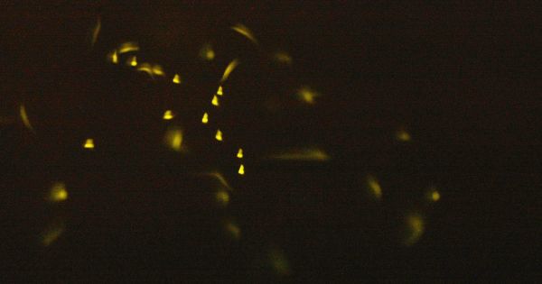 Japanese Researchers Unveil Tiny, Floating, "Firefly" Light Called Luciola 2