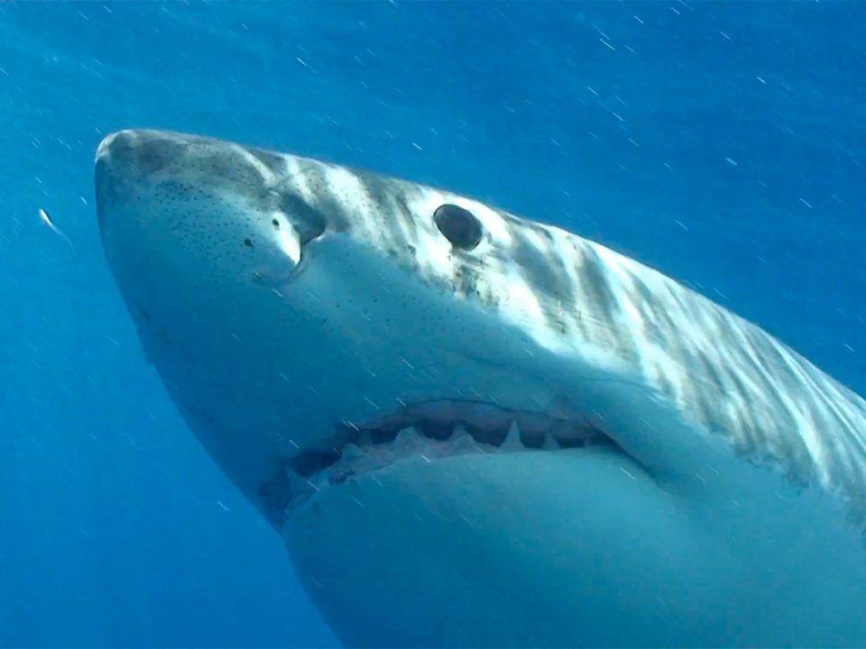 These Are The Top 15 Deadliest Animals on Earth 1