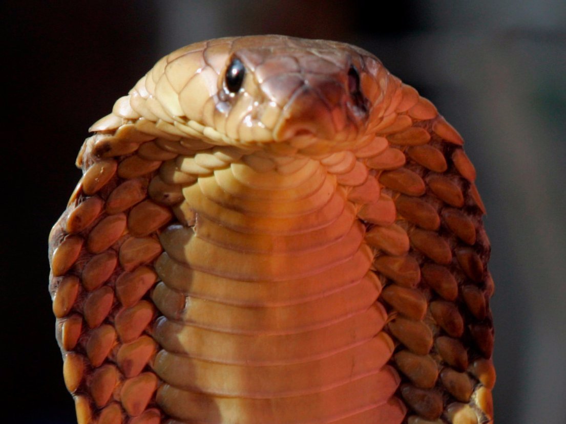 3. Snakes: 100,000 deaths a year