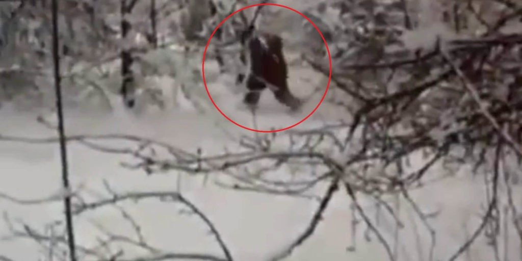 Russians Claim 'Indisputable Proof' of Yeti 36