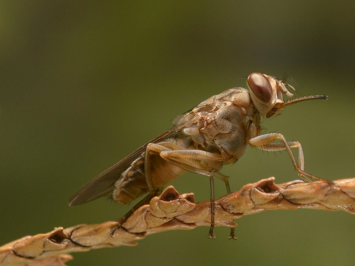 5. Tsetse flies: 10,000 deaths a year