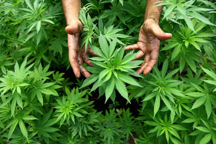 5 Cannabis Research Findings that Should’ve Been on the Front Page 13