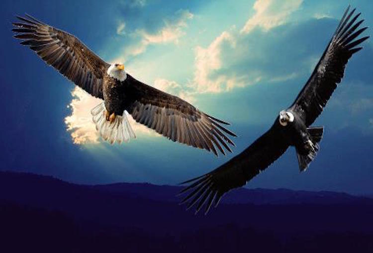 The Dying Prophecy of the Eagle and the Condor 14