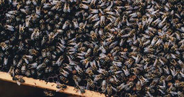 Losing Biodiversity Could Lead to "Extinction Cascades" 19