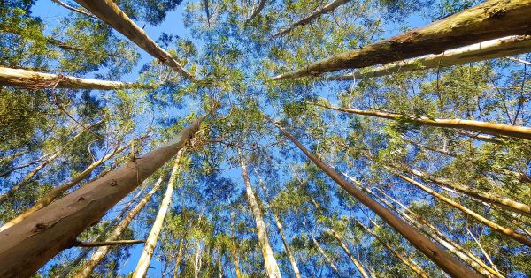 In Extreme Heat, Trees Stop Sucking Carbon From the Air 1