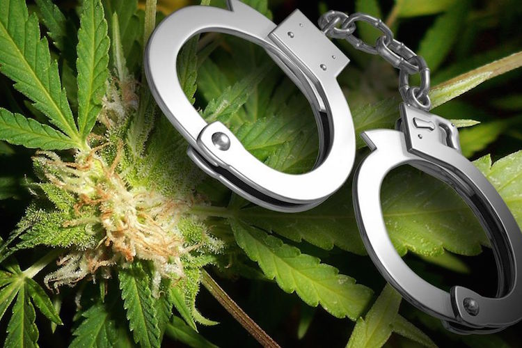 Marijuana Arrests Outpace All Violent Crime 17