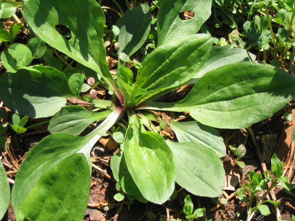This Plant Is One of the Most Useful Medicines on the Planet, and It Grows In Your Backyard 2