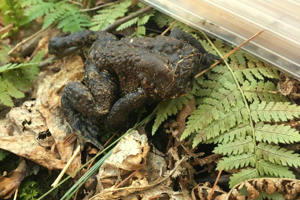 Faceless Toad Found Jumping Around in Forest 1