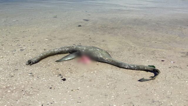 Mysterious Loch Ness-Like Creature Washes up on South Georgia Beach 29