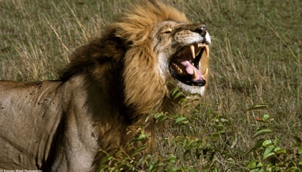 Church Leader Mauled By Lion After Trying To Prove God Would Intervene 7