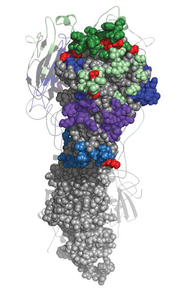When flu virus is grown in eggs to make the vaccine, mutations can occur in key places (red) on the viral surface protein hemagglutinin, which undermine the shot's protective powers.