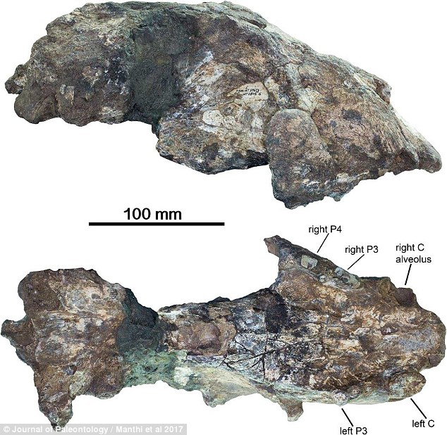 Fossils Reveal Giant Lions As Tall As A Human Roamed Kenya 200,000 Years Ago 1