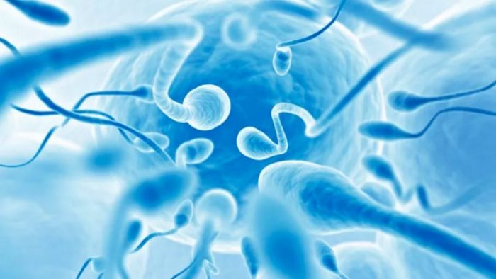 Male Fertility is in Crisis and Scientist Don’t Know Why 45