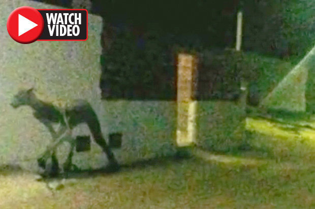 Did a 'werewolf' savage two dogs or was it a hoax? 32