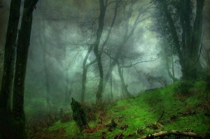 20 Mystery Facts about The Haunted Forest of Hoia Baciu - Transylvania's Bermuda Triangle 5