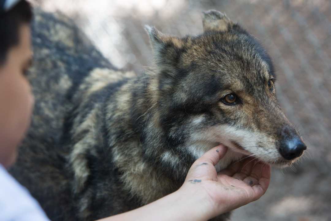 Crypto-canid or wolfdog? Mysterious wolf-like animal killed in Montana 15