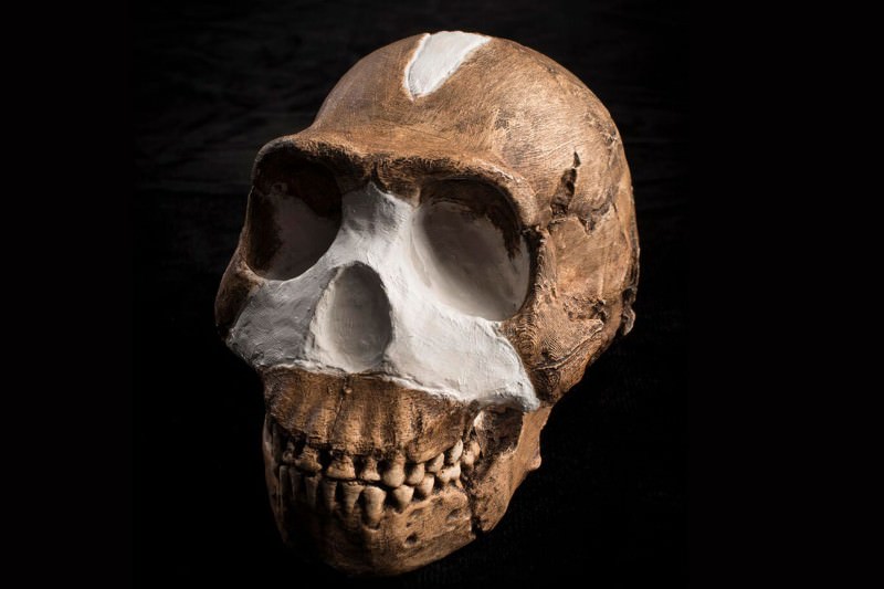 Homo Naledi, Newly Discovered Species 1
