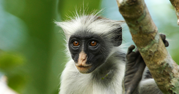 New Facial Recognition Software Tracks and Protects Endangered Primates 11